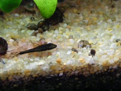 amazonia_dream_2008_06_02_02