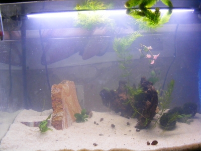 aquadream_60_2008_05_25_06