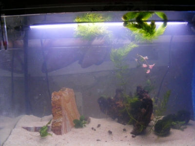 aquadream_60_2008_05_25_07