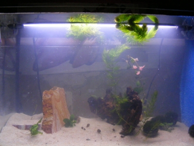 aquadream_60_2008_05_25_08