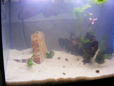 aquadream_60_2008_05_25_12