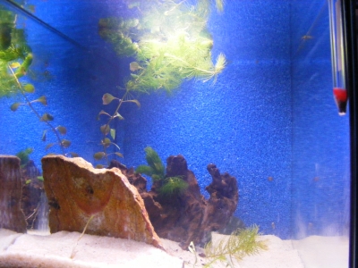 aquadream_60_2008_05_28_05