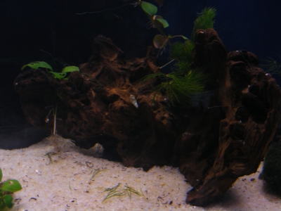 aquadream_60_2008_05_28_07