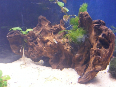 aquadream_60_2008_05_28_10