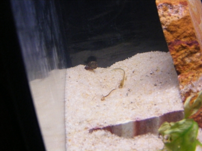 aquadream_60_2008_05_29_05