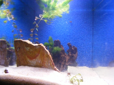 aquadream_60_2008_05_29_08