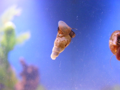 aquadream_60_2008_06_02_06