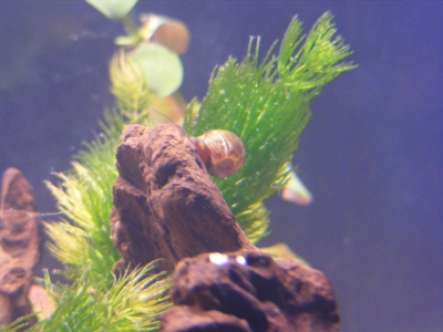 aquadream_60_2008_06_02_09