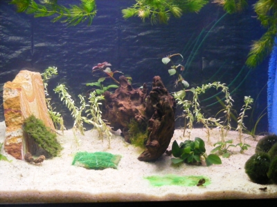 aquadream_60_2008_06_05_01