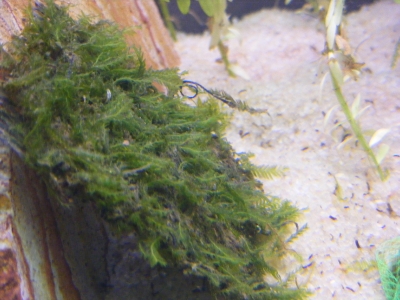 aquadream_60_2008_06_05_16