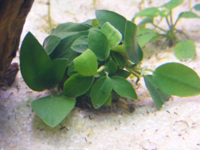 aquadream_60_2008_06_05_17