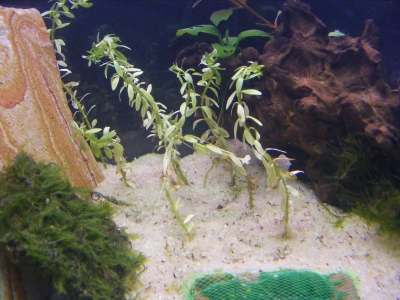 aquadream_60_2008_06_05_18