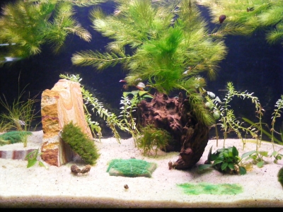 aquadream_60_2008_06_11_01
