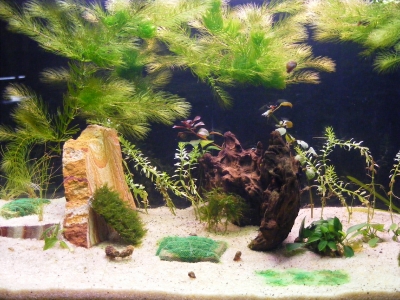 aquadream_60_2008_06_11_04