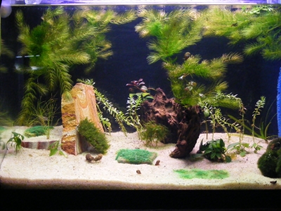 aquadream_60_2008_06_11_05
