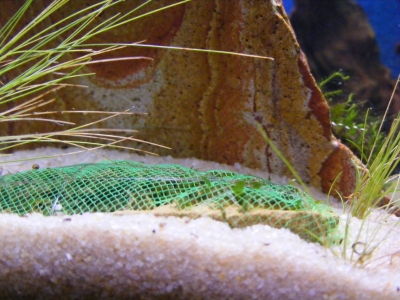 aquadream_60_2008_06_11_10