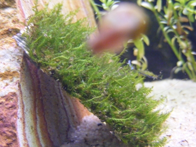 aquadream_60_2008_06_11_12