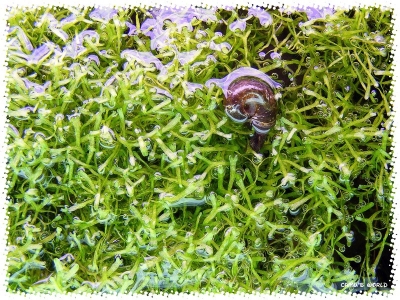 aquadream_60_2008_07_12_02