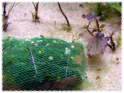 aquadream_60_2008_07_12_05
