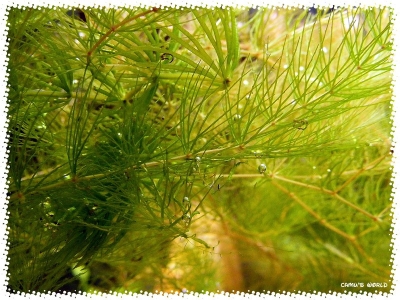 aquadream_60_2008_07_12_08