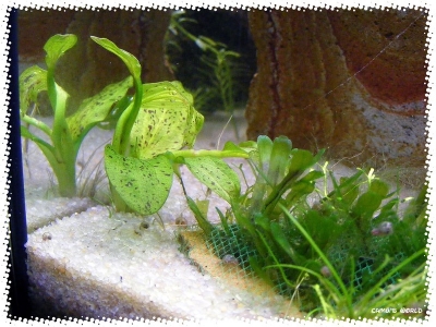 aquadream_60_2008_07_12_13