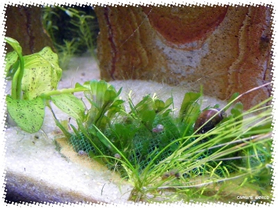 aquadream_60_2008_07_12_15