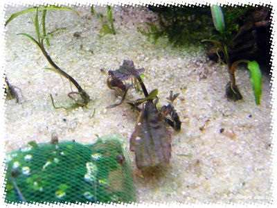 aquadream_60_2008_07_14_05