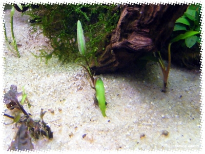 aquadream_60_2008_07_14_06