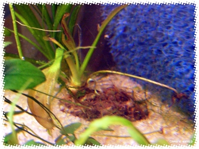 aquadream_60_2008_07_14_16