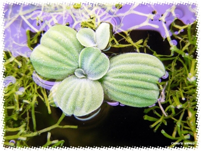 aquadream_60_2008_07_14_20