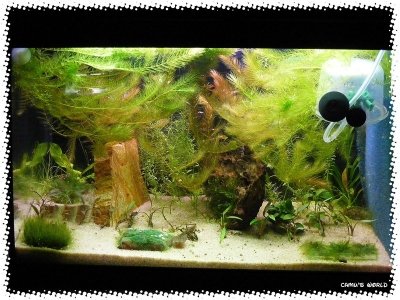 aquadream_60_2008_07_22_02