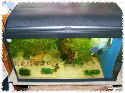 aquadream_60_2008_07_22_06