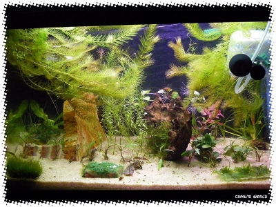aquadream_60_2008_07_22_11