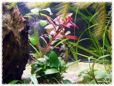 aquadream_60_2008_07_22_13