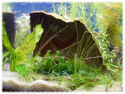aquadream_60_2008_07_22_16