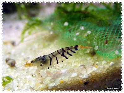 aquadream_60_2008_07_23_16