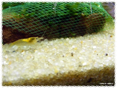 aquadream_60_2008_07_23_18