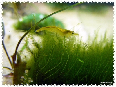 aquadream_60_2008_07_23_21