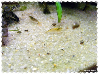 aquadream_60_2008_07_23_24