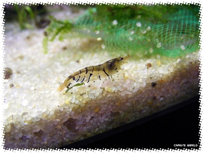 aquadream_60_2008_07_23_26