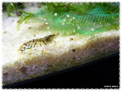 aquadream_60_2008_07_23_27