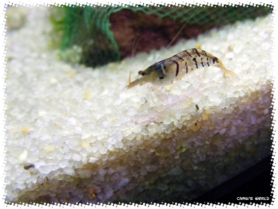 aquadream_60_2008_07_23_32