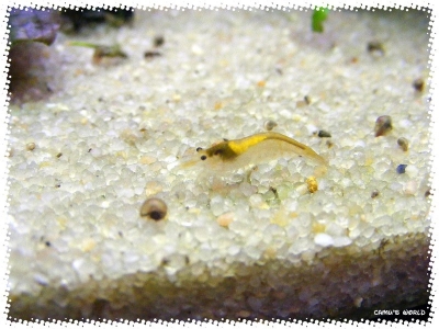 aquadream_60_2008_07_23_34