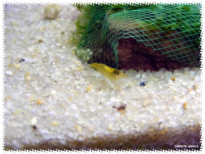 aquadream_60_2008_07_23_35