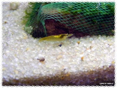 aquadream_60_2008_07_23_36