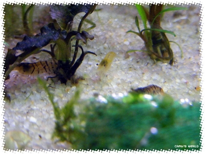 aquadream_60_2008_07_23_38