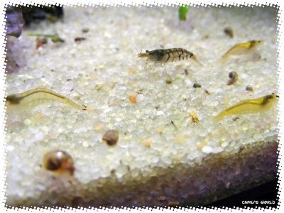 aquadream_60_2008_07_23_40