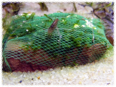 aquadream_60_2008_07_23_41