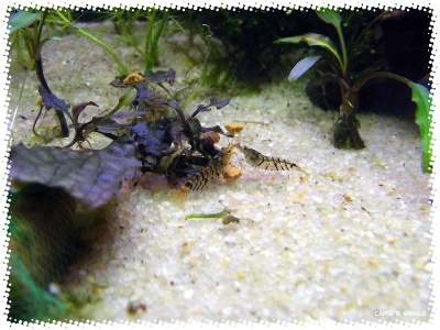 aquadream_60_2008_07_26_01