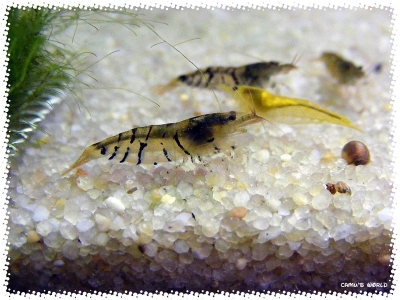 aquadream_60_2008_07_26_03